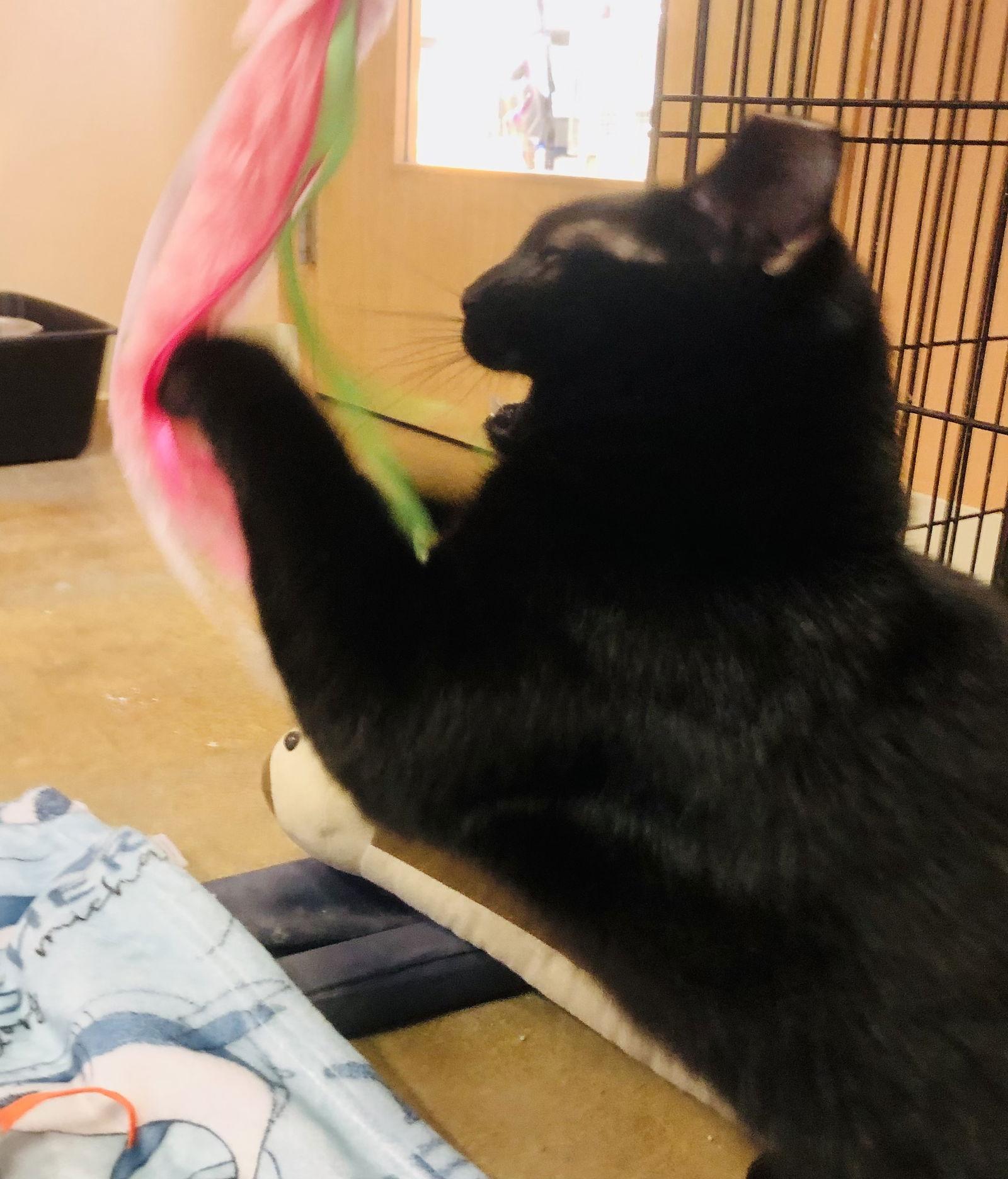 Ridgeleigh, a Adoptable Domestic Short Hair in Eureka, MO image 3/6