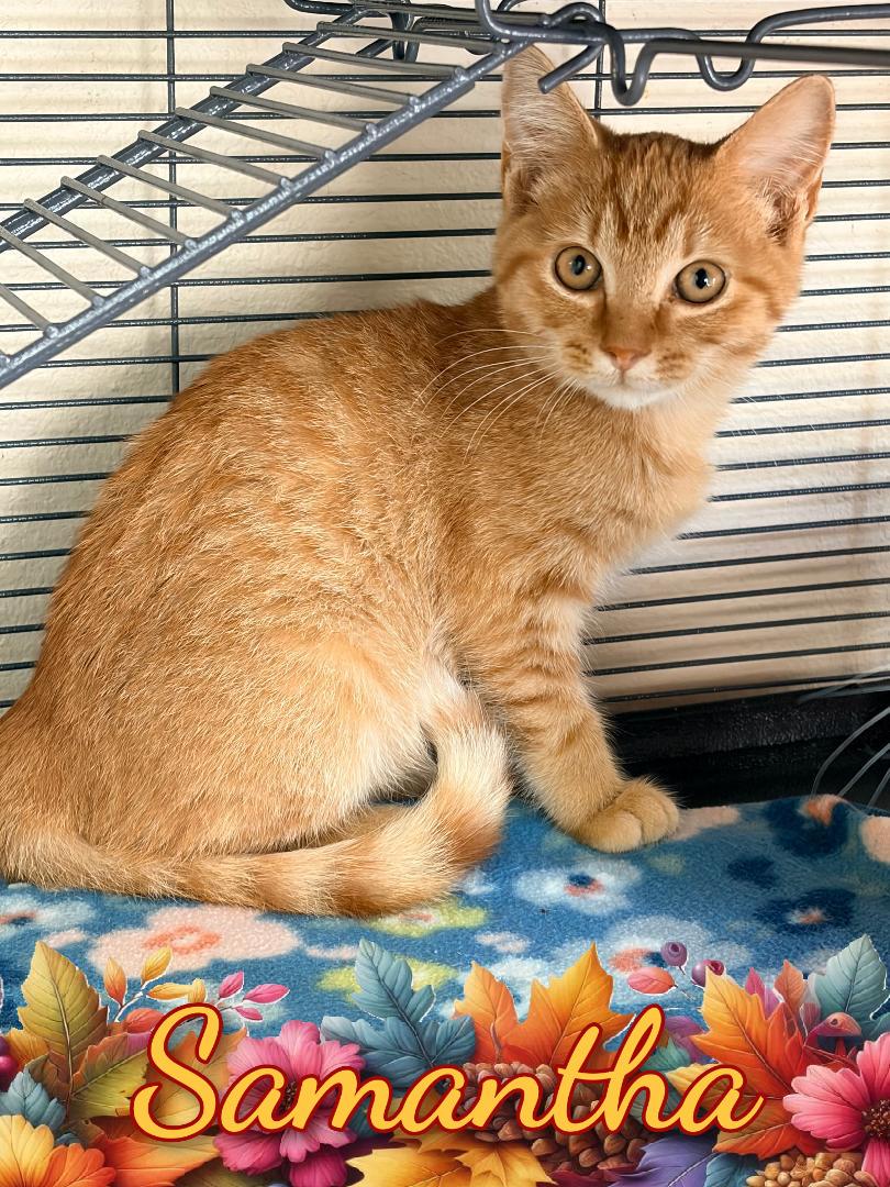 Samantha, ADOPTABLE, Kitten Female Domestic Short Hair.