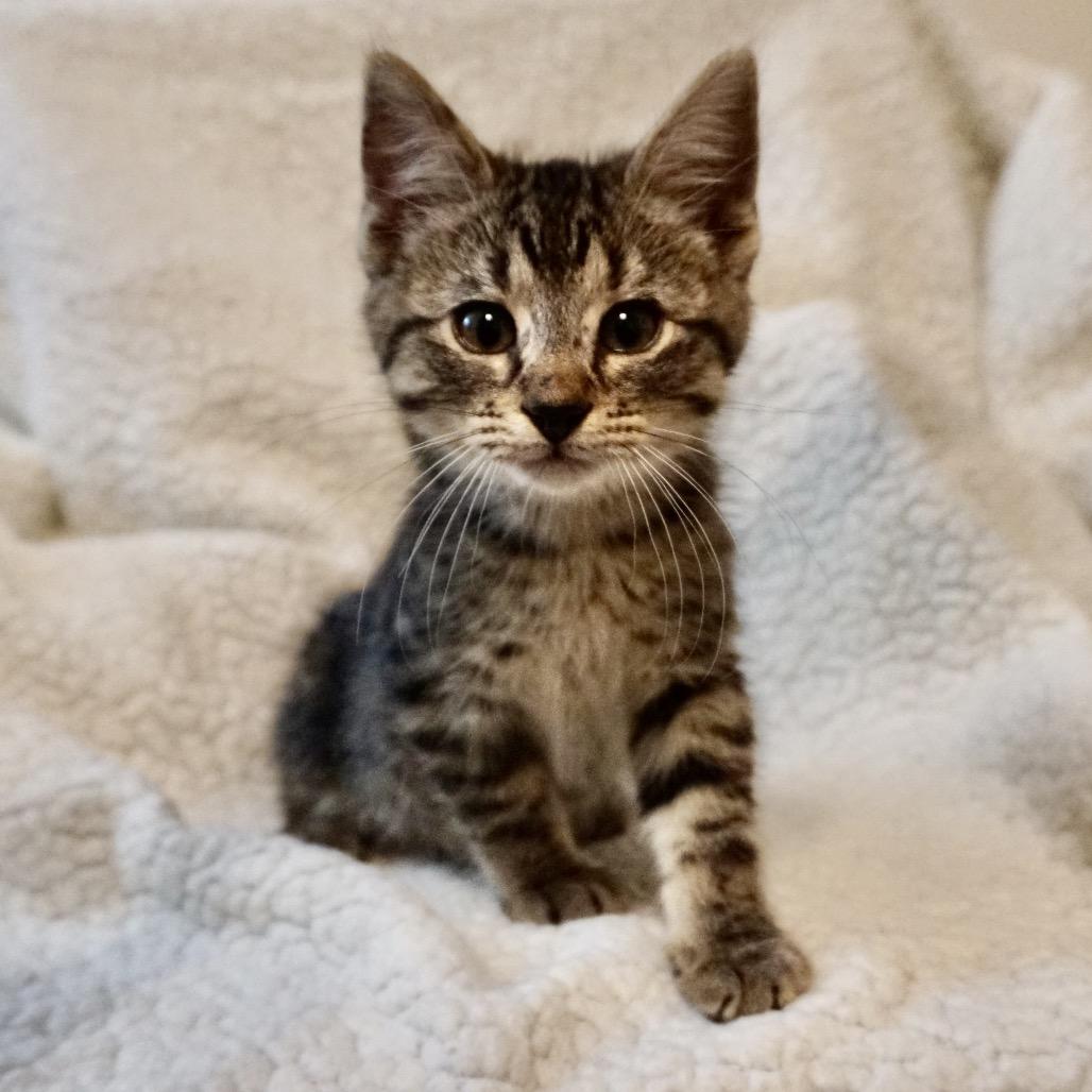 Reeses, Adoptable, Kitten Male Domestic Short Hair.