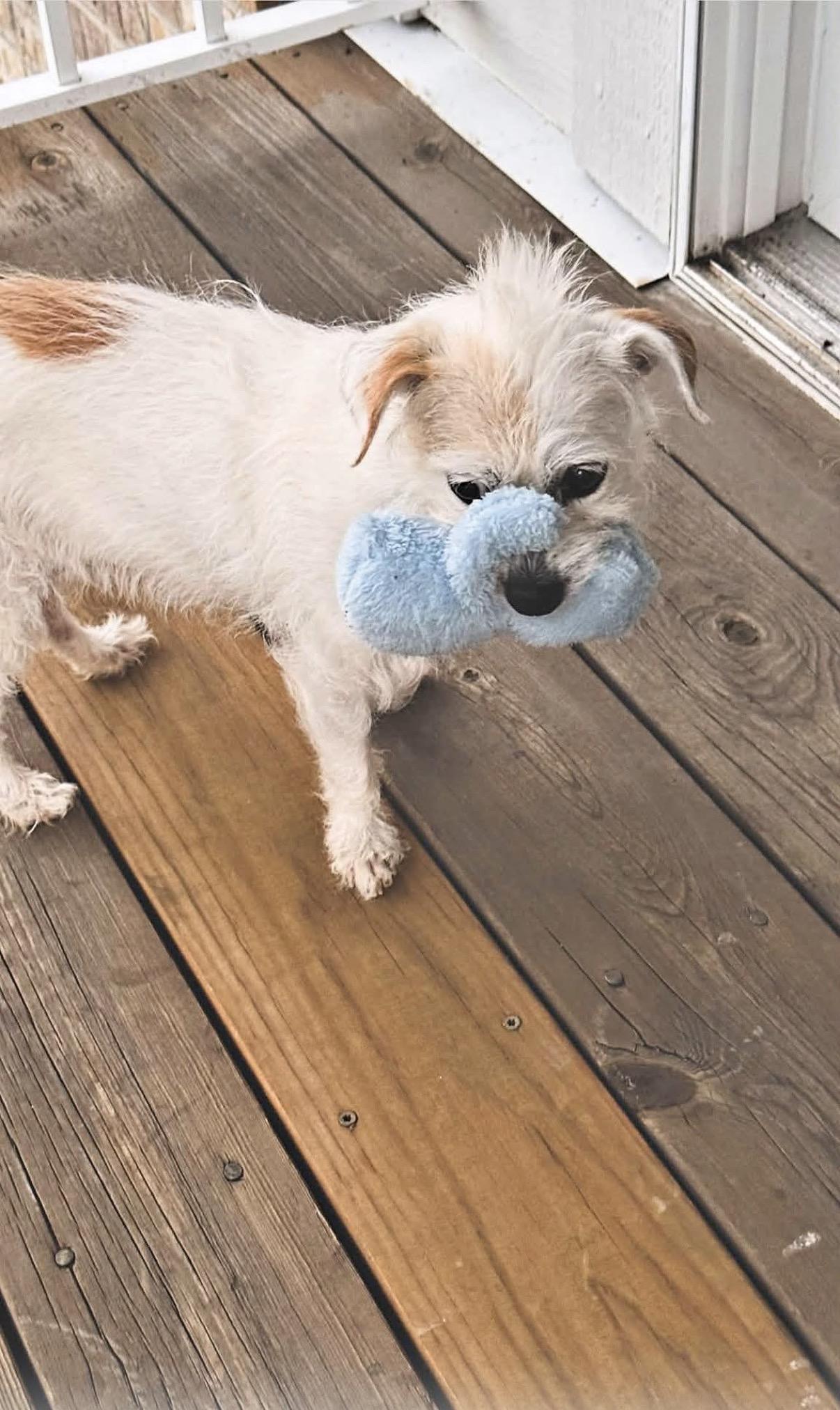 Enlarge Deedee, a ADOPTABLE mixed breed in Whitewater, WI image 3/6