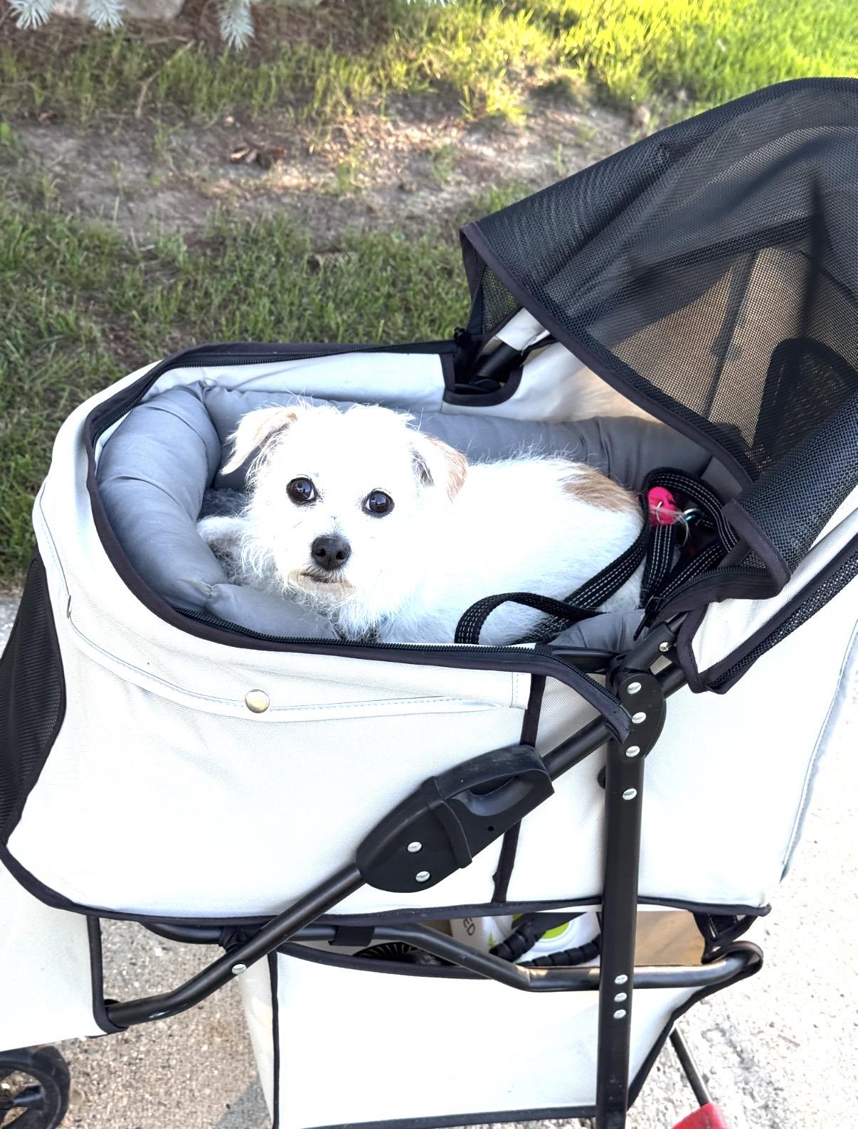 Enlarge Deedee, a ADOPTABLE mixed breed in Whitewater, WI image 4/6