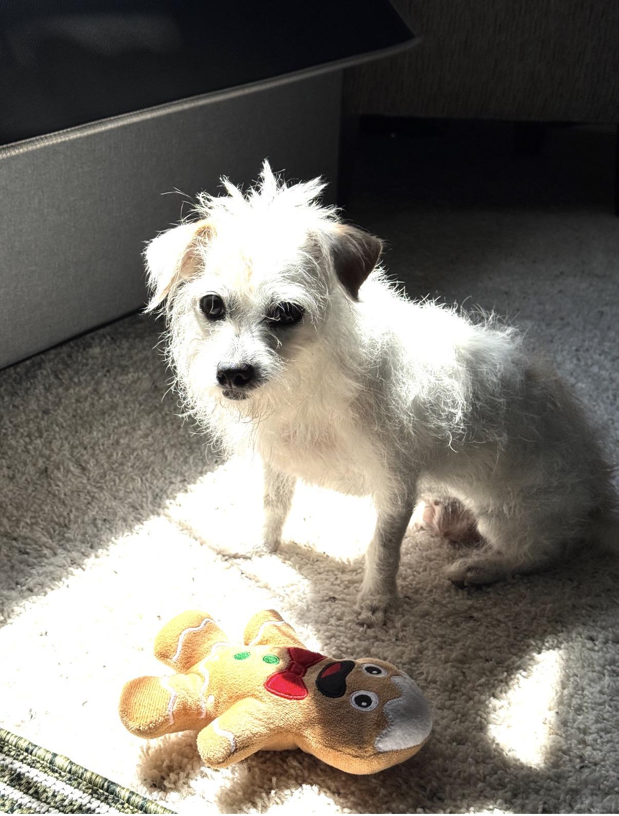 Deedee, ADOPTABLE, Senior Female Terrier.