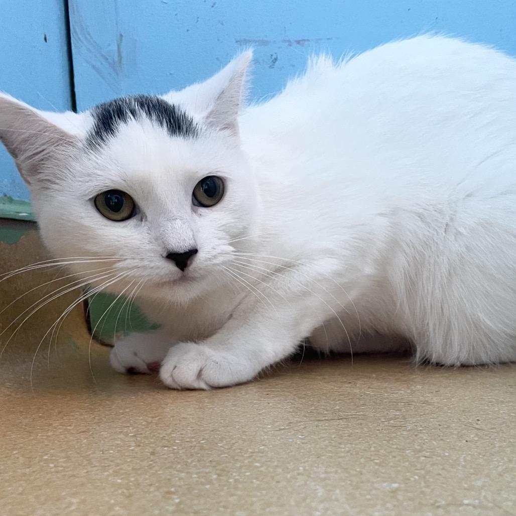 Valentine, ADOPTABLE, Young Female Domestic Short Hair.