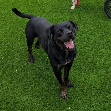 Oliver, Adoptable, Adult Male Rottweiler.