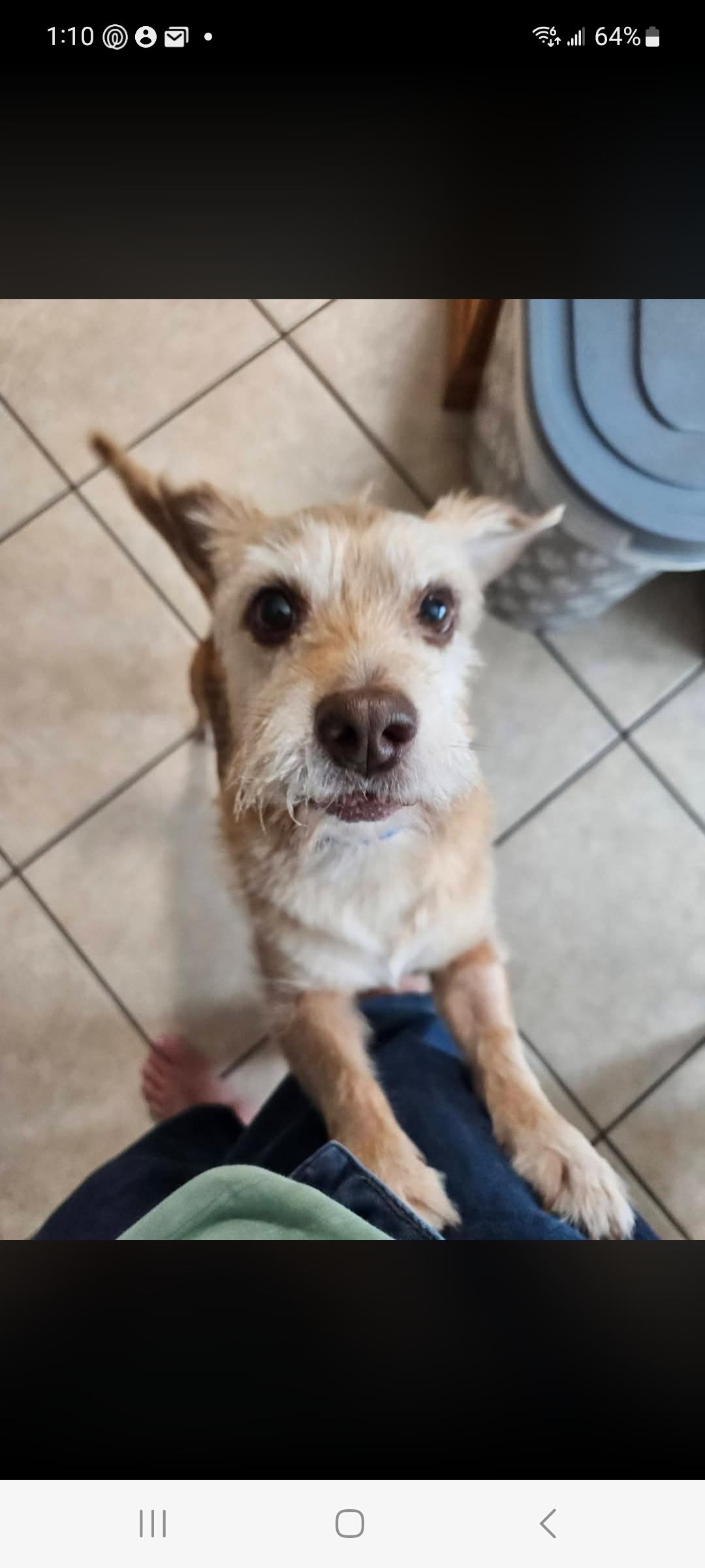 Enlarge Toby, a Adoptable mixed breed in Lewis Center, OH image 2/6