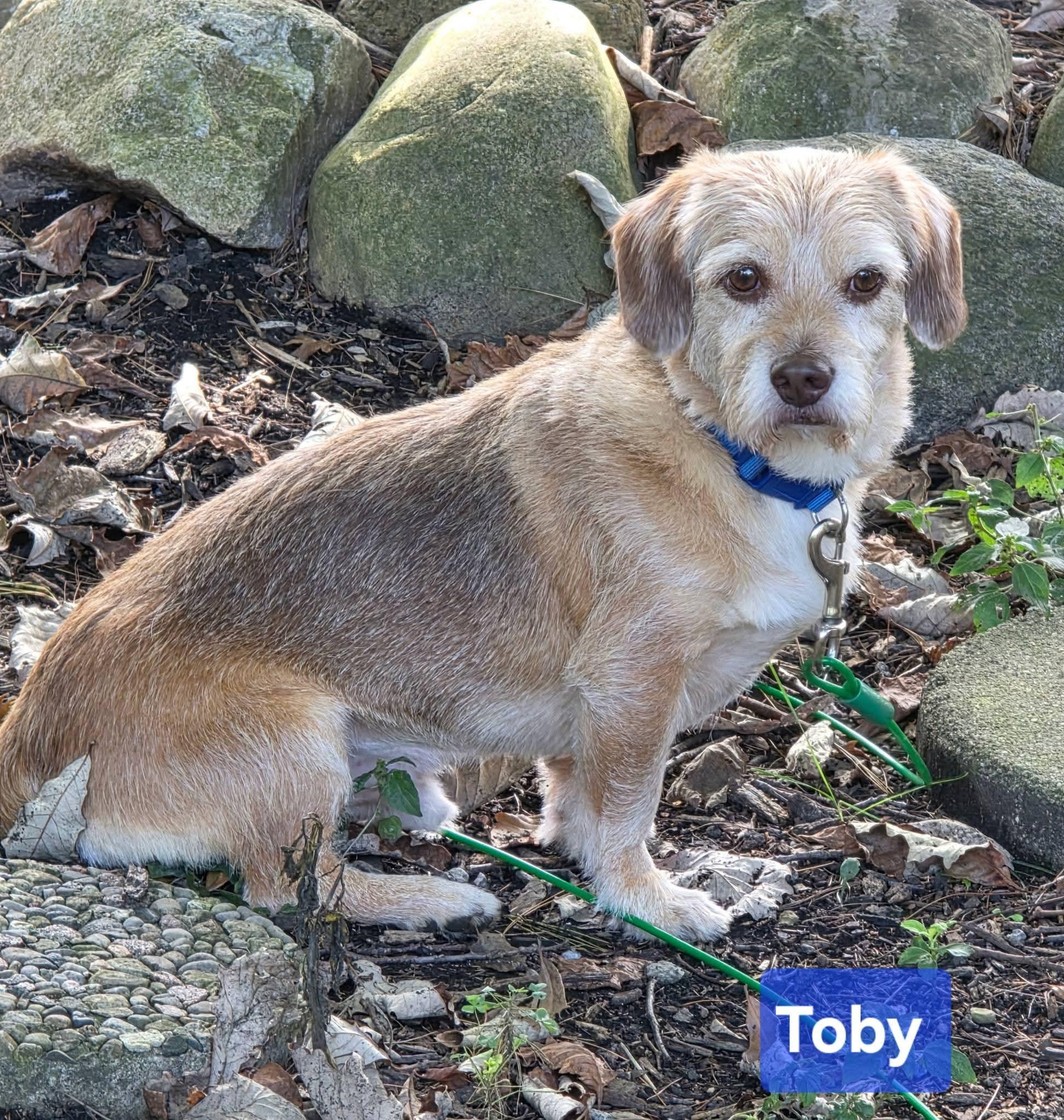 Enlarge Toby, a Adoptable mixed breed in Lewis Center, OH image 3/6