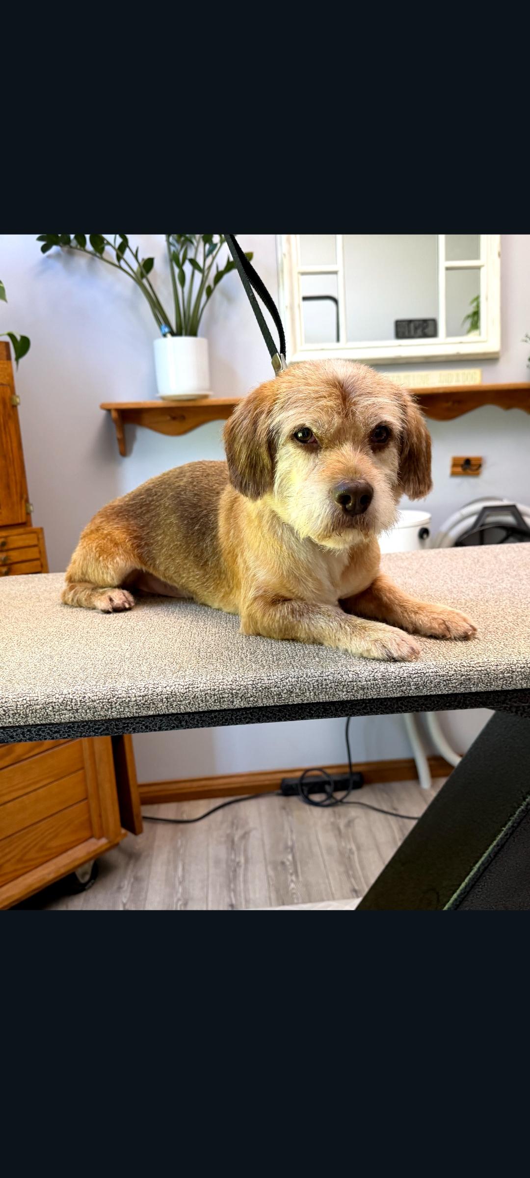 Enlarge Toby, a Adoptable mixed breed in Lewis Center, OH image 4/6