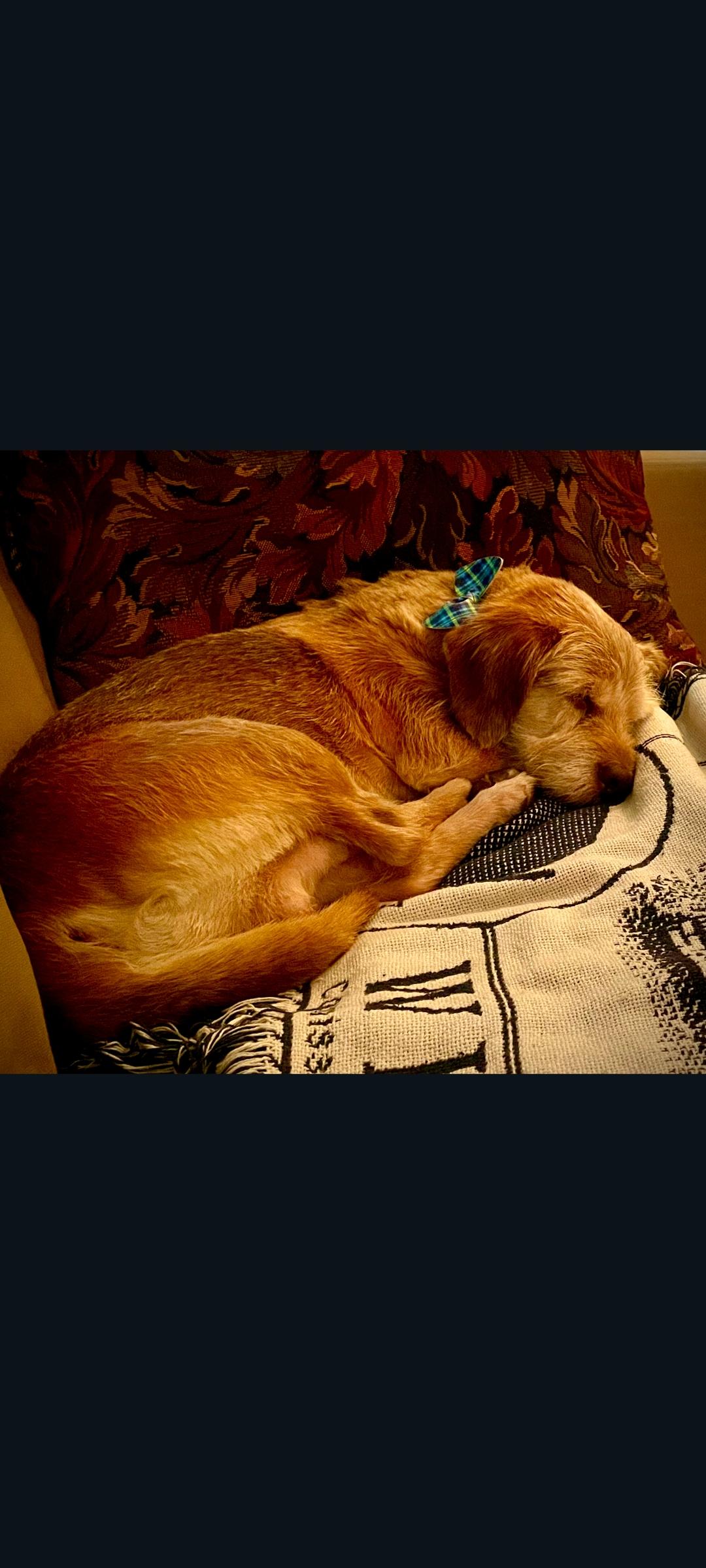Enlarge Toby, a Adoptable mixed breed in Lewis Center, OH image 5/6