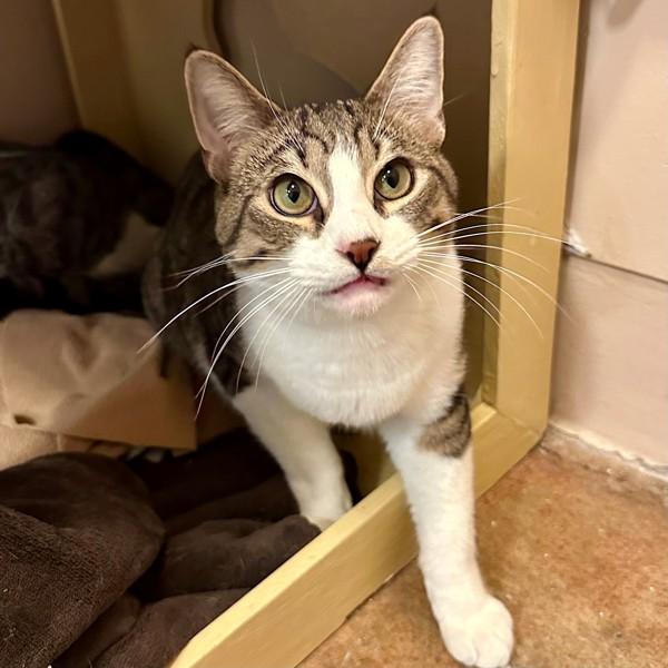 Enlarge Waffle, a Adoptable mixed breed in Walnut Creek, CA image 1/6