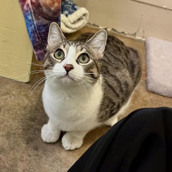 Enlarge Waffle, a Adoptable mixed breed in Walnut Creek, CA image 2/6