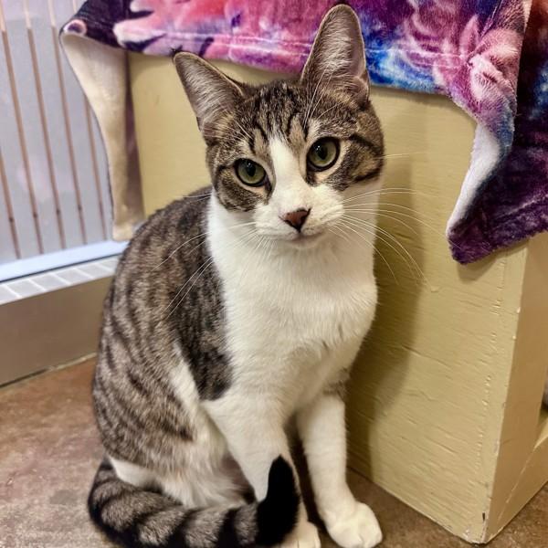 Enlarge Waffle, a Adoptable mixed breed in Walnut Creek, CA image 3/6