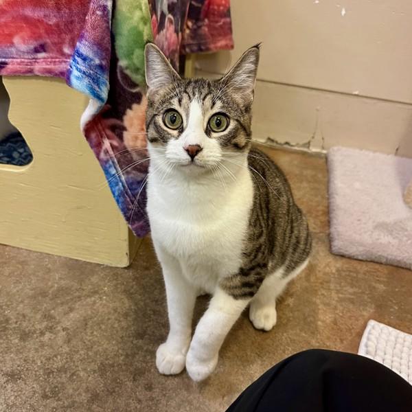 Enlarge Waffle, a Adoptable mixed breed in Walnut Creek, CA image 4/6