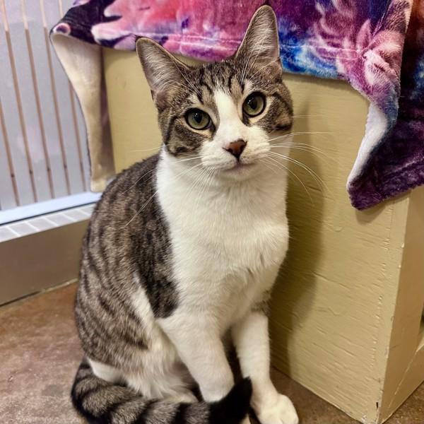 Enlarge Waffle, a Adoptable mixed breed in Walnut Creek, CA image 5/6