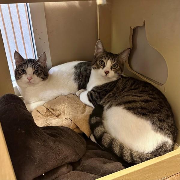 Enlarge Waffle, a Adoptable mixed breed in Walnut Creek, CA image 6/6