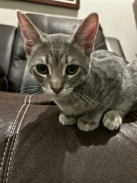 Giblet