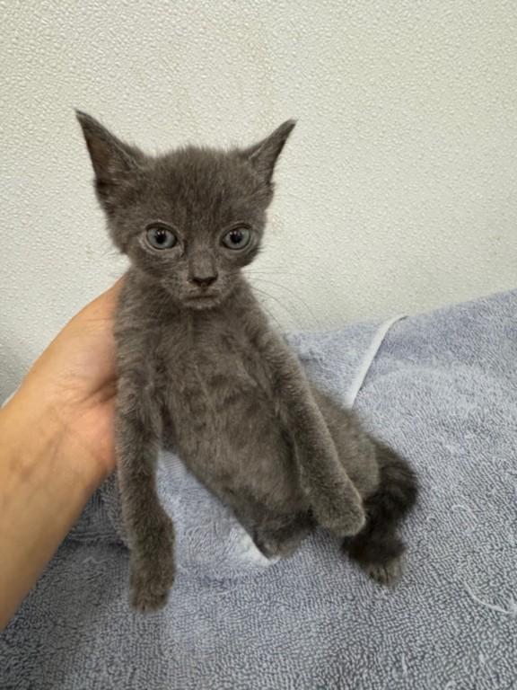 CHLOE, Adoptable, Kitten Female Domestic Short Hair.
