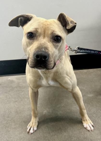 Annelle Dupuy fka Dog 2