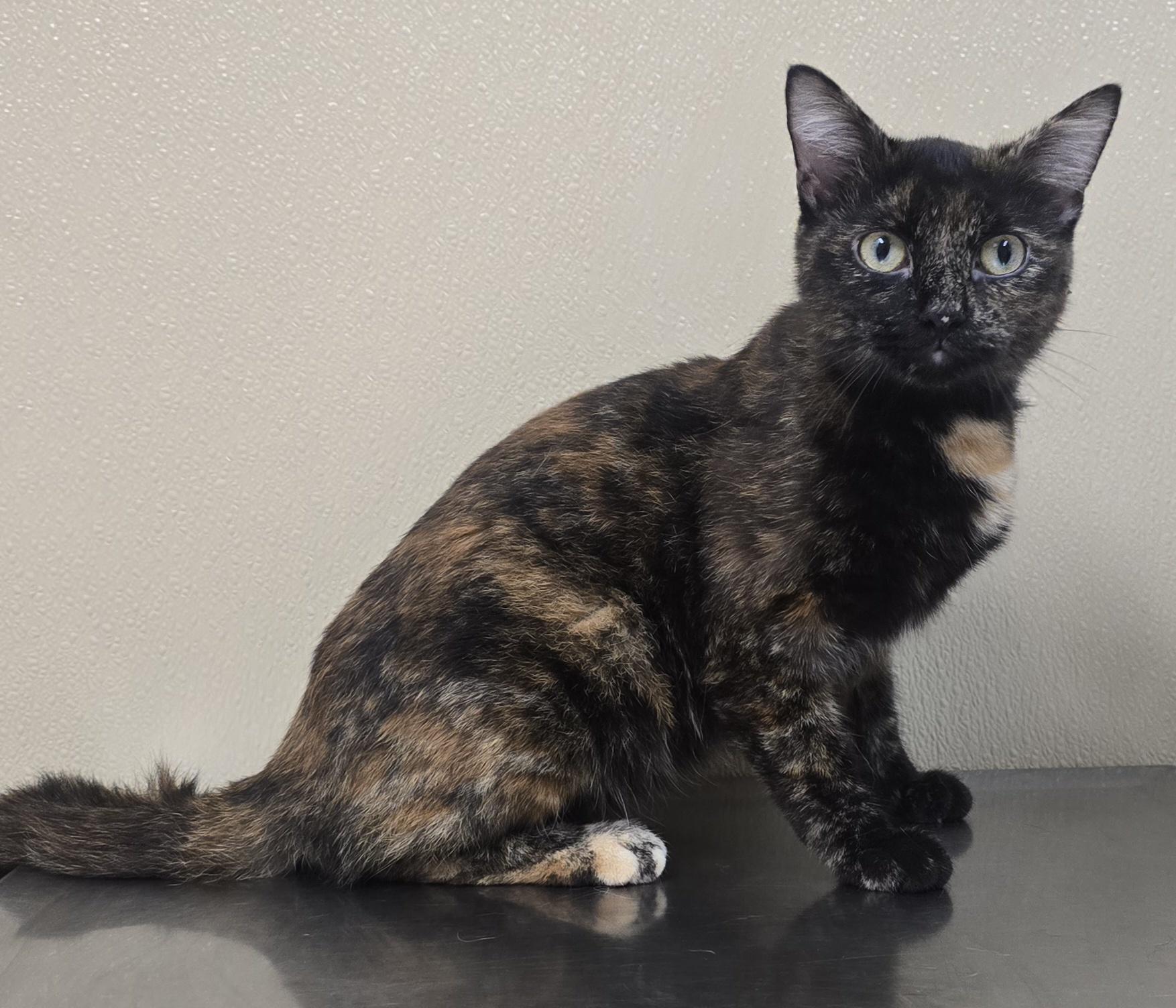 Enlarge Vivian, an adoptable mixed breed in Brainerd, MN image 1/1