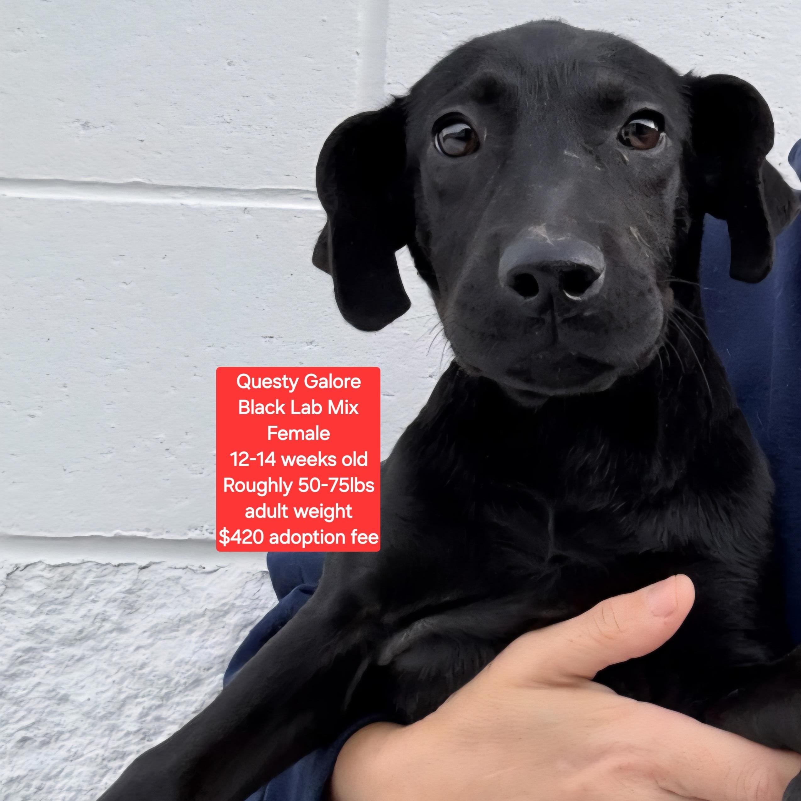 Questy Galore, ADOPTABLE, Puppy Female Black Labrador Retriever.