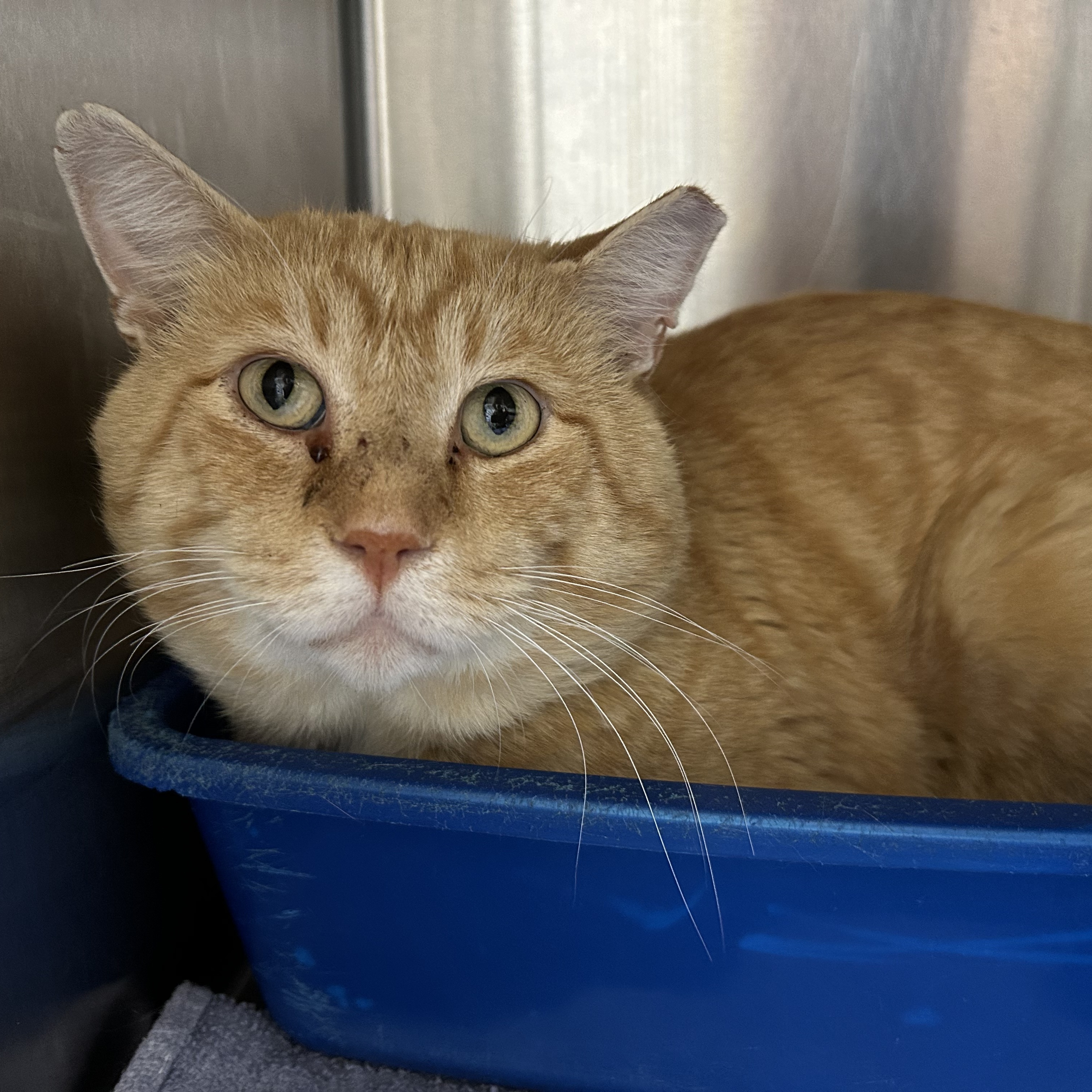 Cat for adoption Bubba, a Domestic Short Hair in La Grange Park, IL