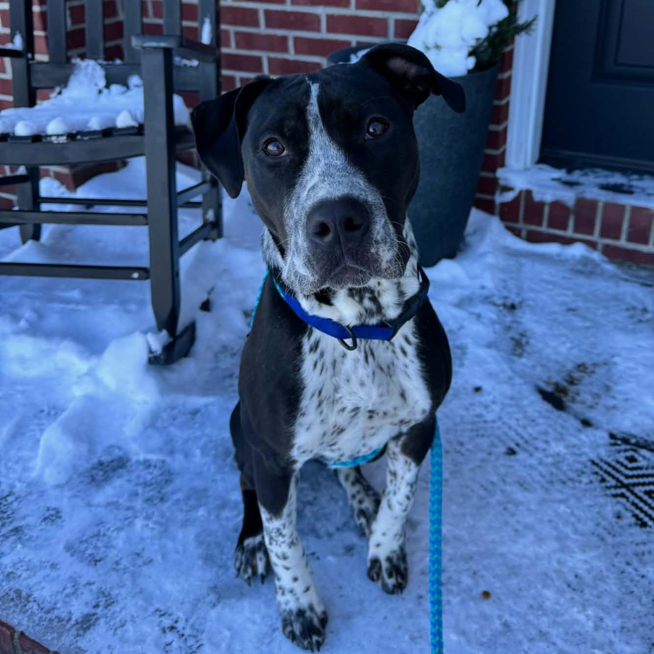 Westin, a Adoptable Mixed Breed in Normal, IL image 2/6