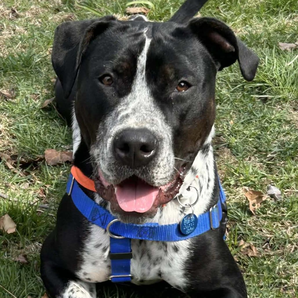 Westin, a Adoptable mixed breed in Normal, IL image 1/6