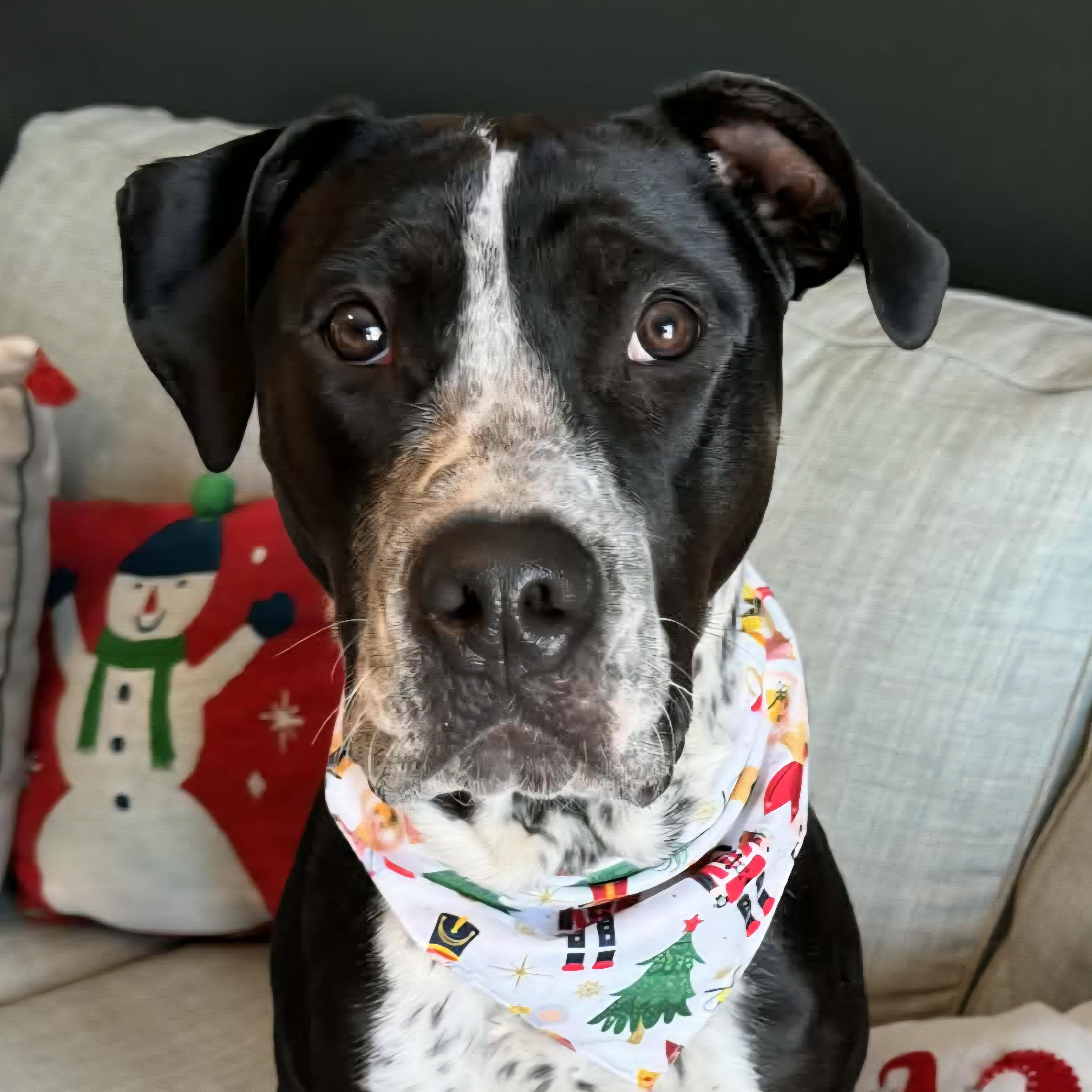 Westin, Adoptable, Young Male Mixed Breed.