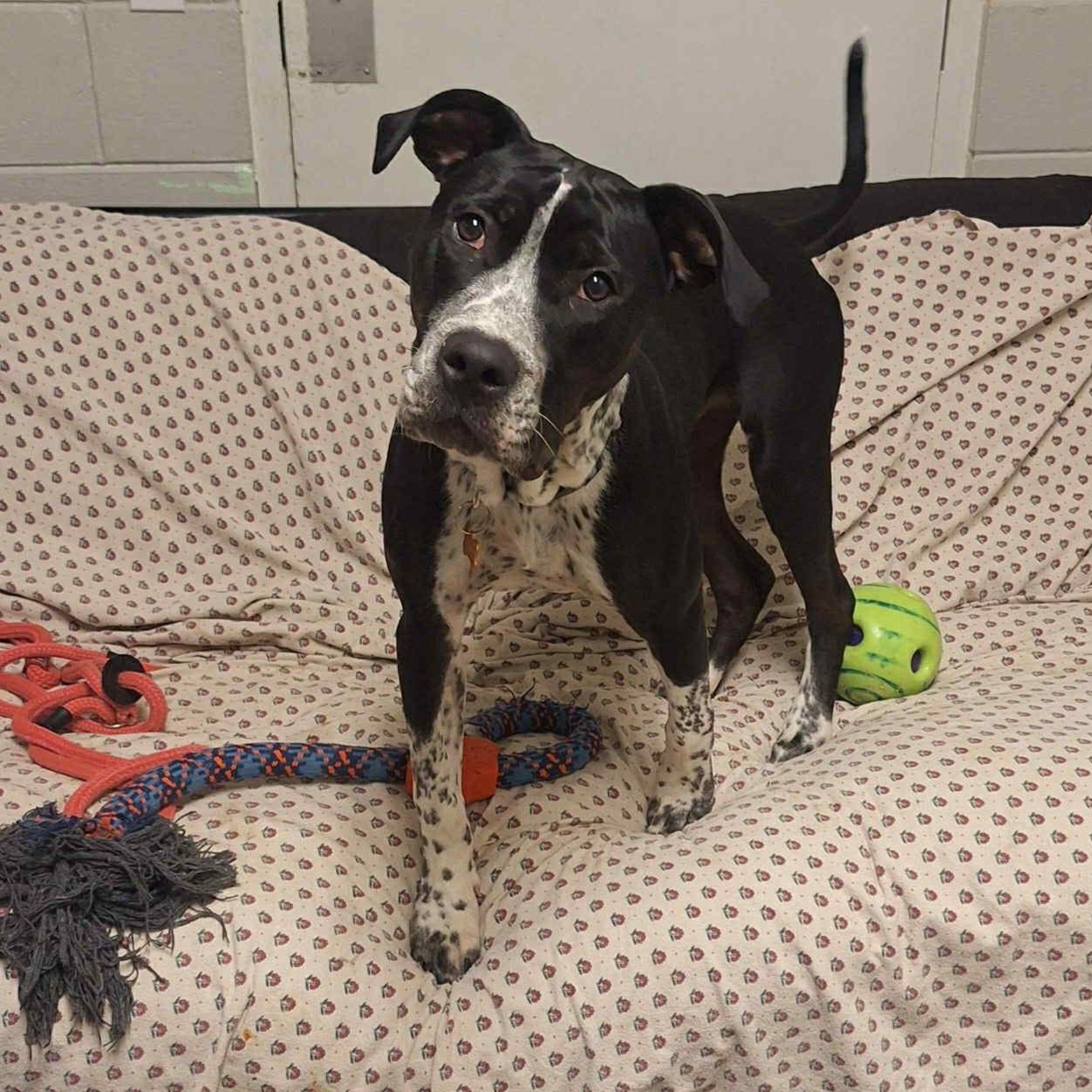 Westin, a Adoptable Mixed Breed in Normal, IL image 4/6