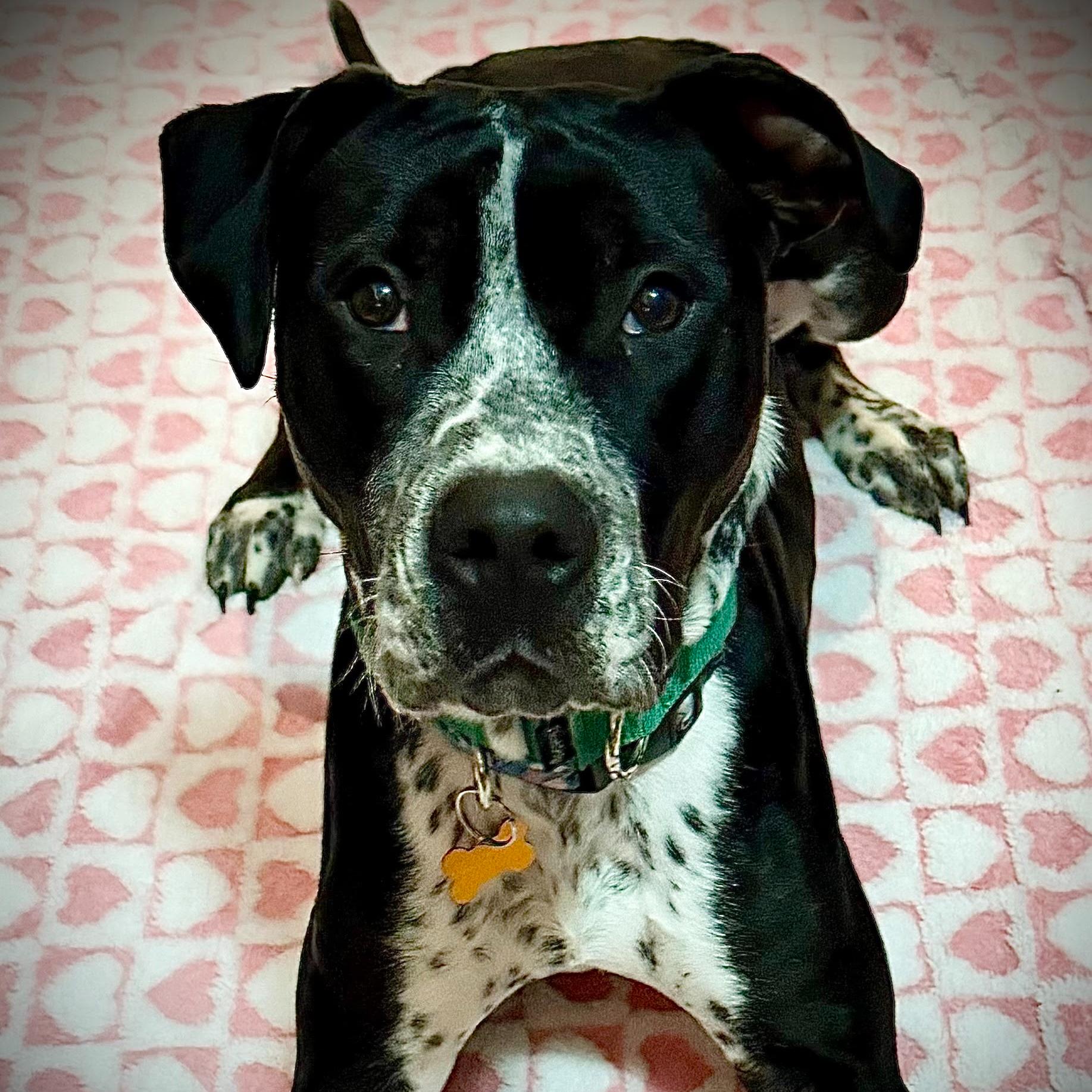 Westin, a Adoptable mixed breed in Normal, IL image 5/6