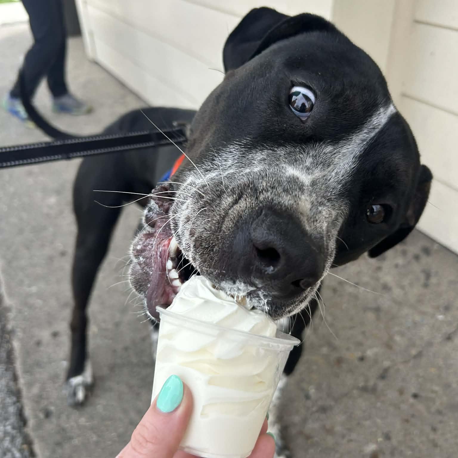 Westin, a Adoptable mixed breed in Normal, IL image 6/6