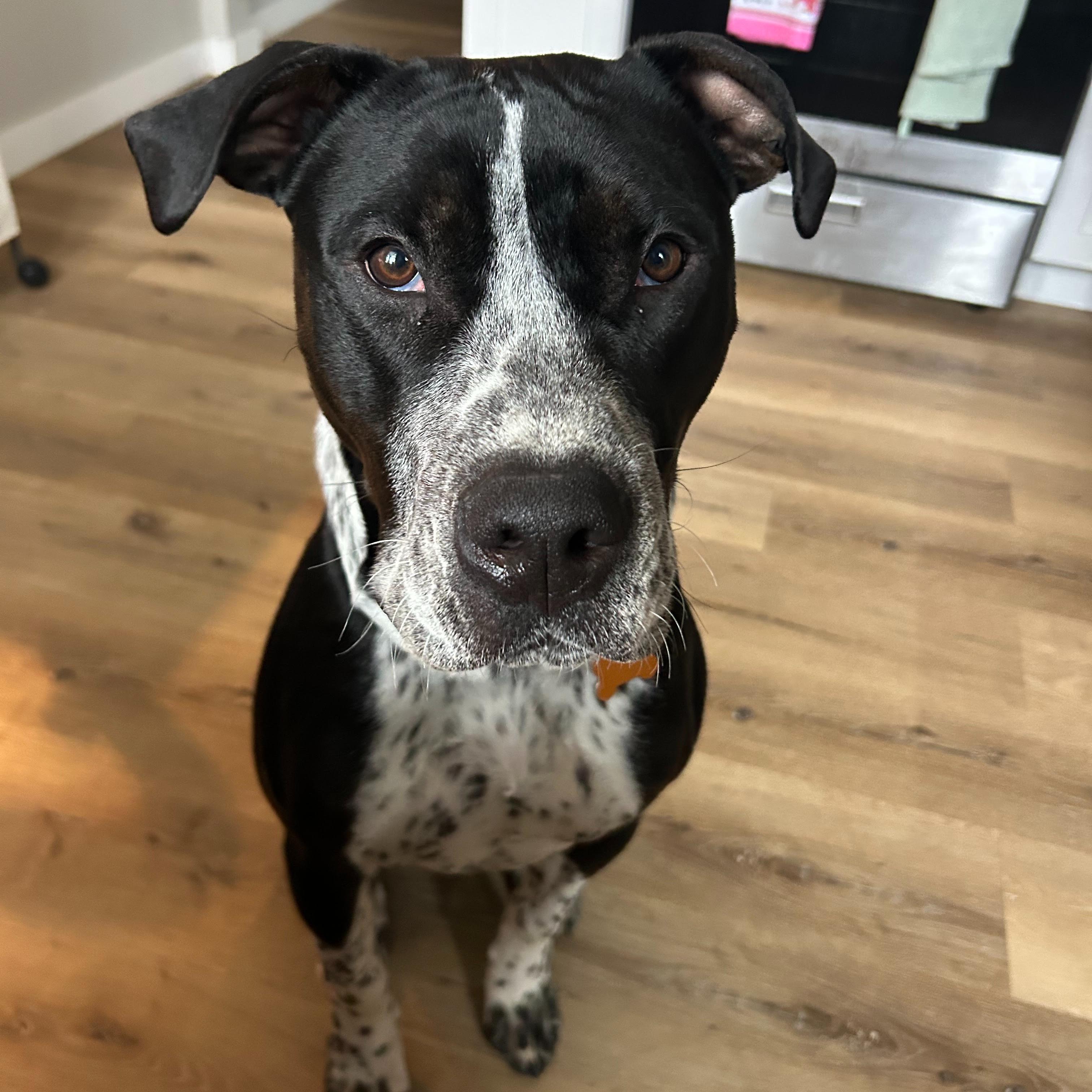 Westin, a Adoptable mixed breed in Normal, IL image 3/6