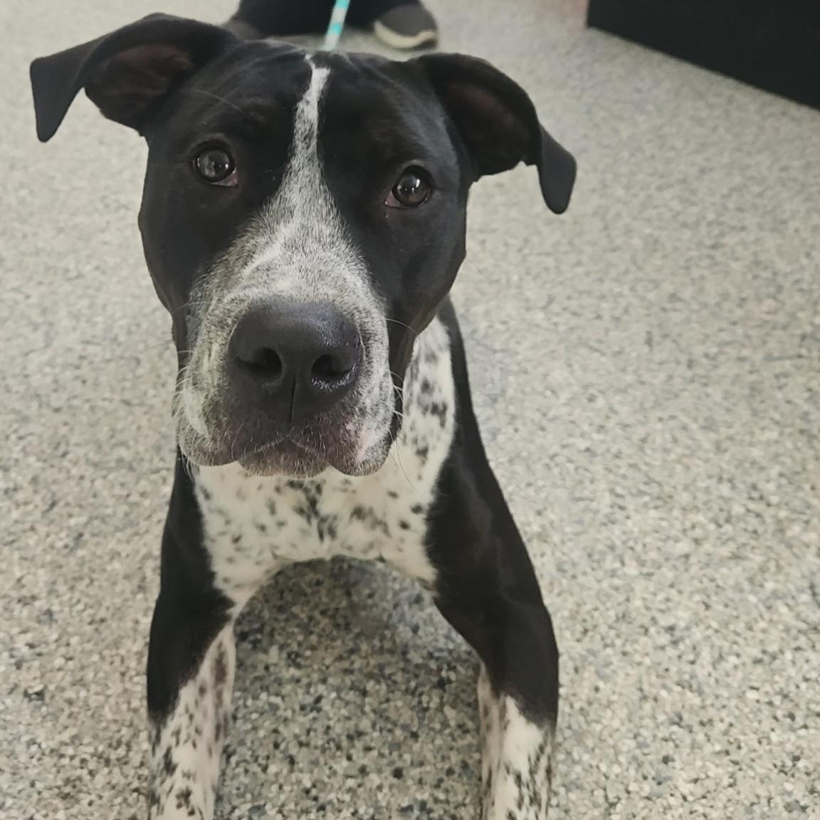 Westin, a Adoptable Mixed Breed in Normal, IL image 5/6