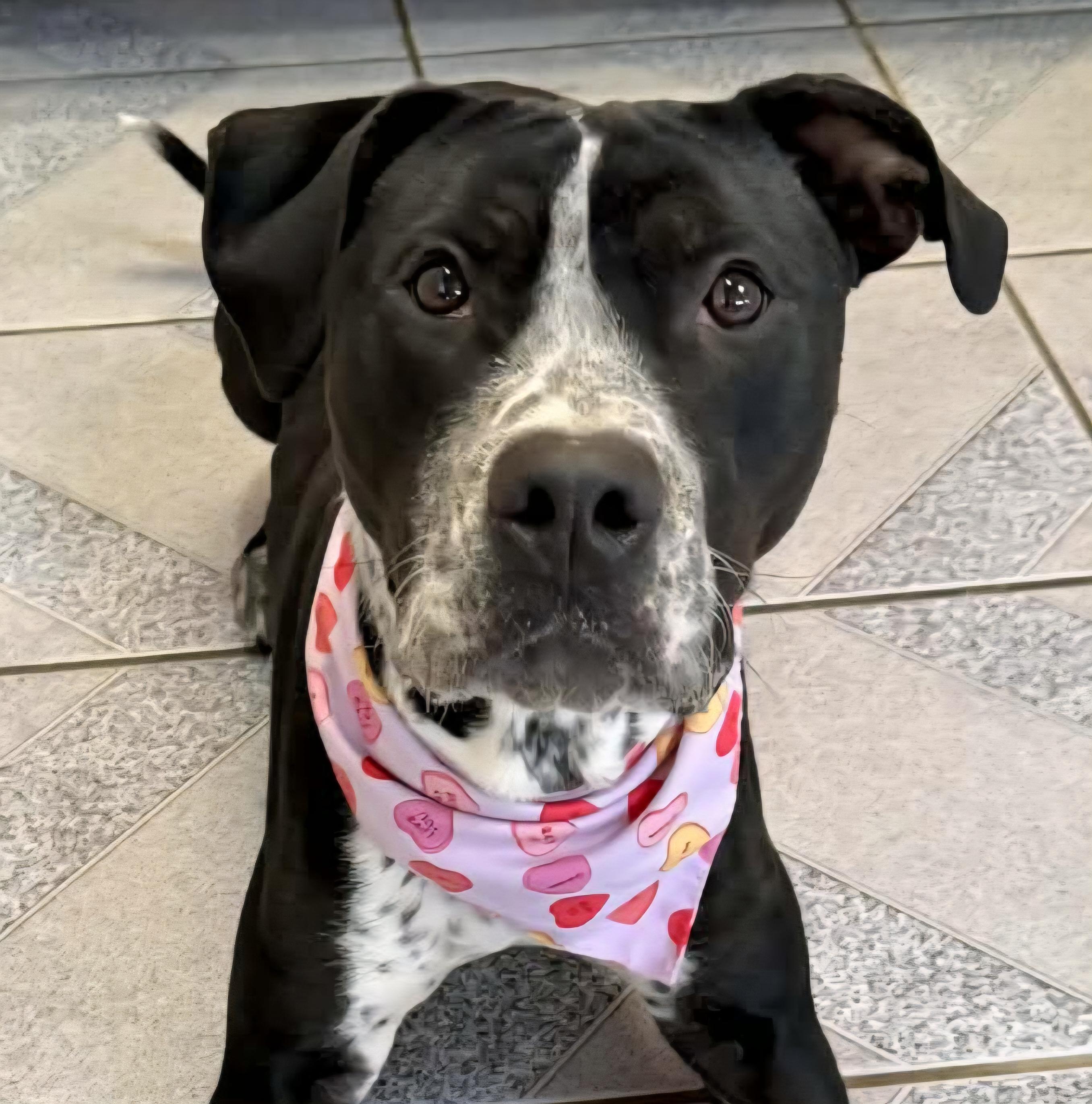 Enlarge Westin, a Adoptable Mixed Breed in Normal, IL image 2/6