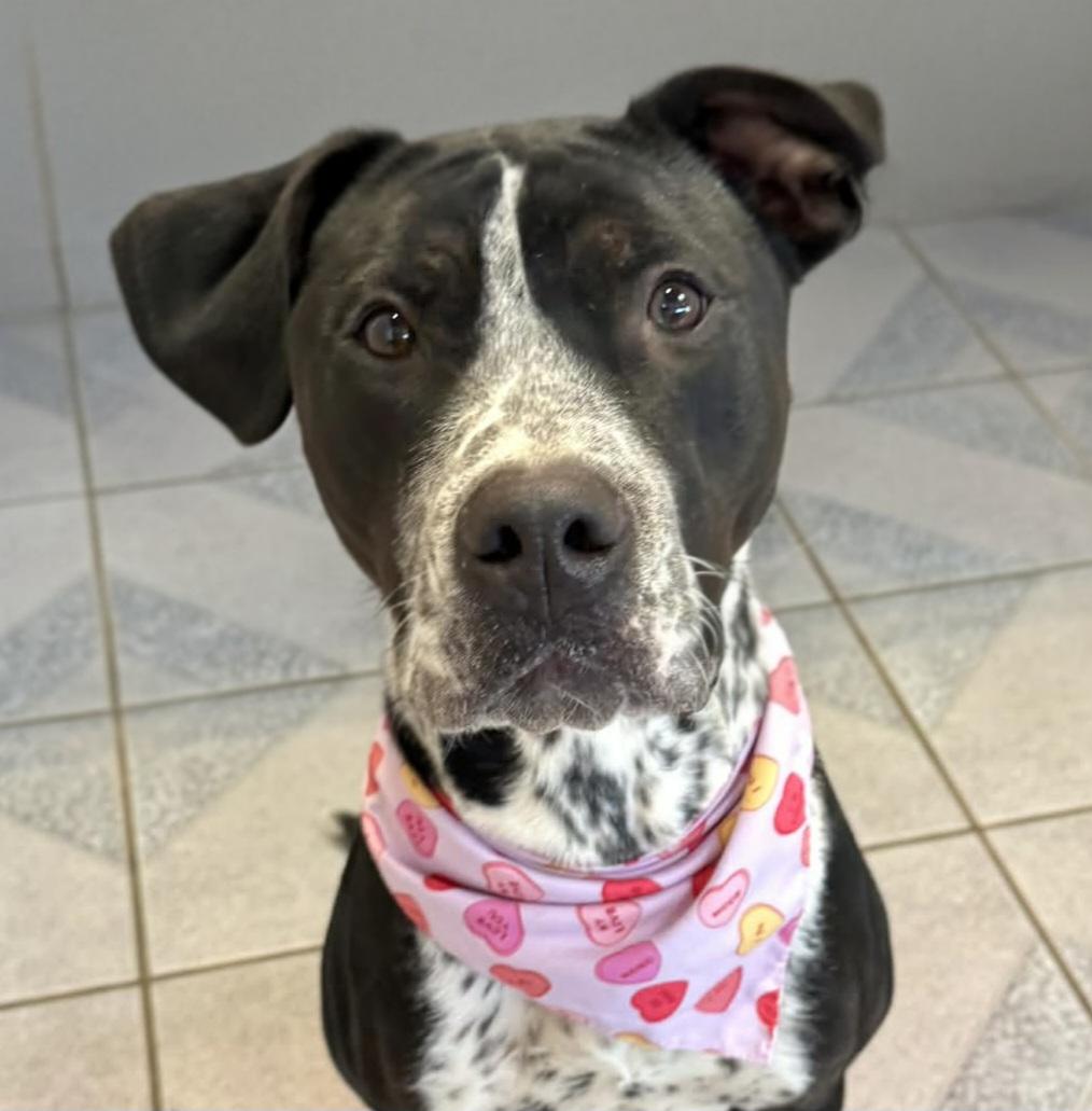 Enlarge Westin, a Adoptable Mixed Breed in Normal, IL image 3/6