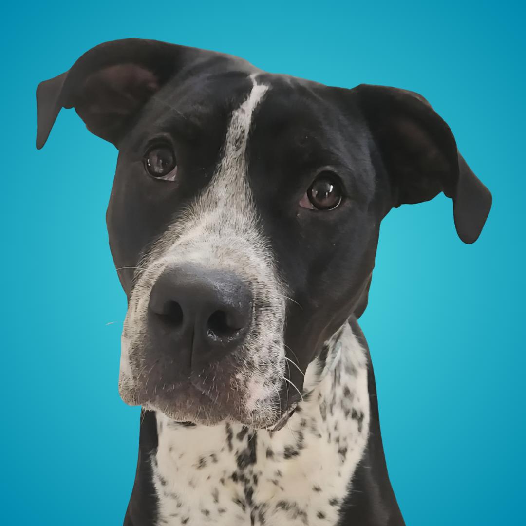 Westin, a Adoptable Mixed Breed in Normal, IL image 3/6