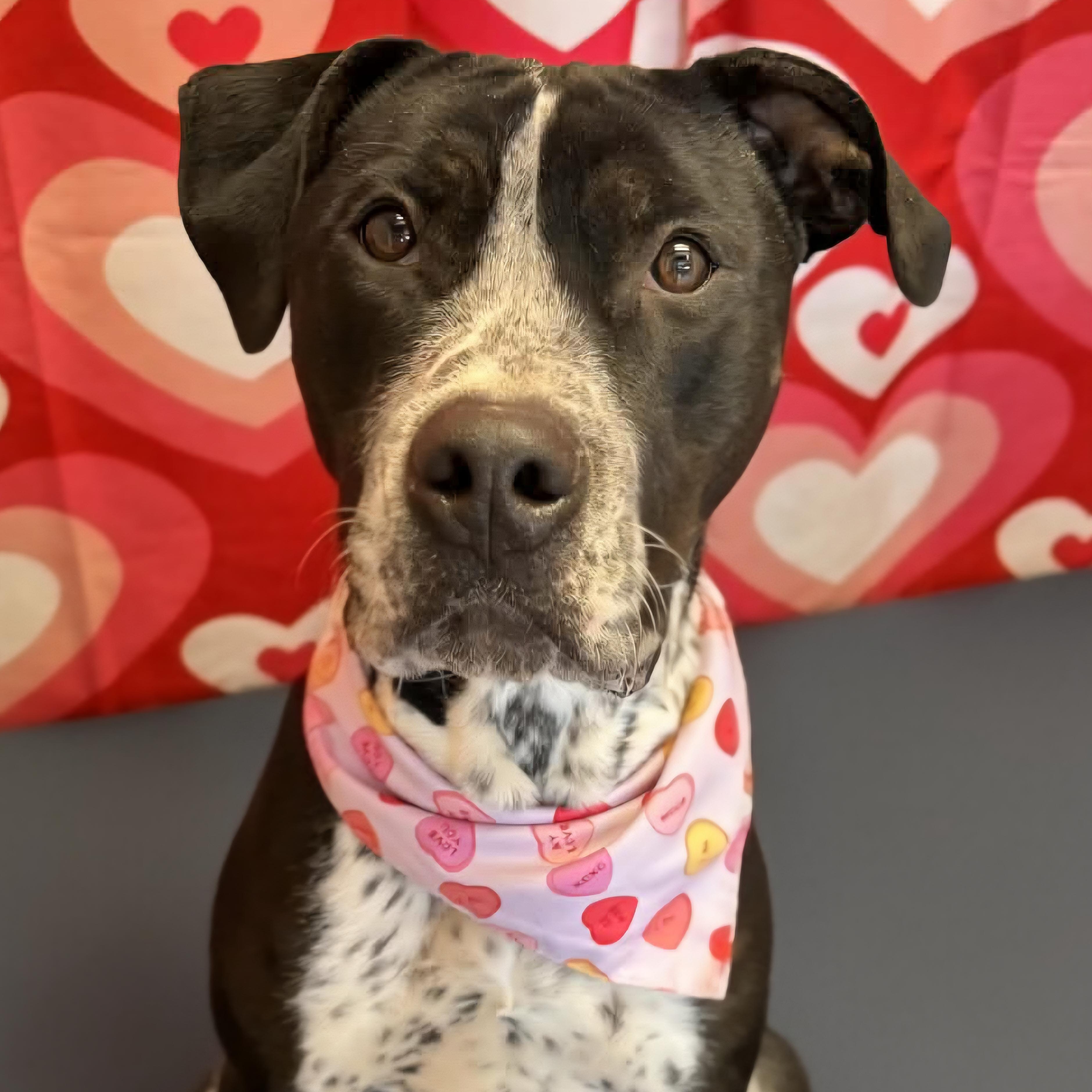 Westin, Adoptable, Young Male Mixed Breed.