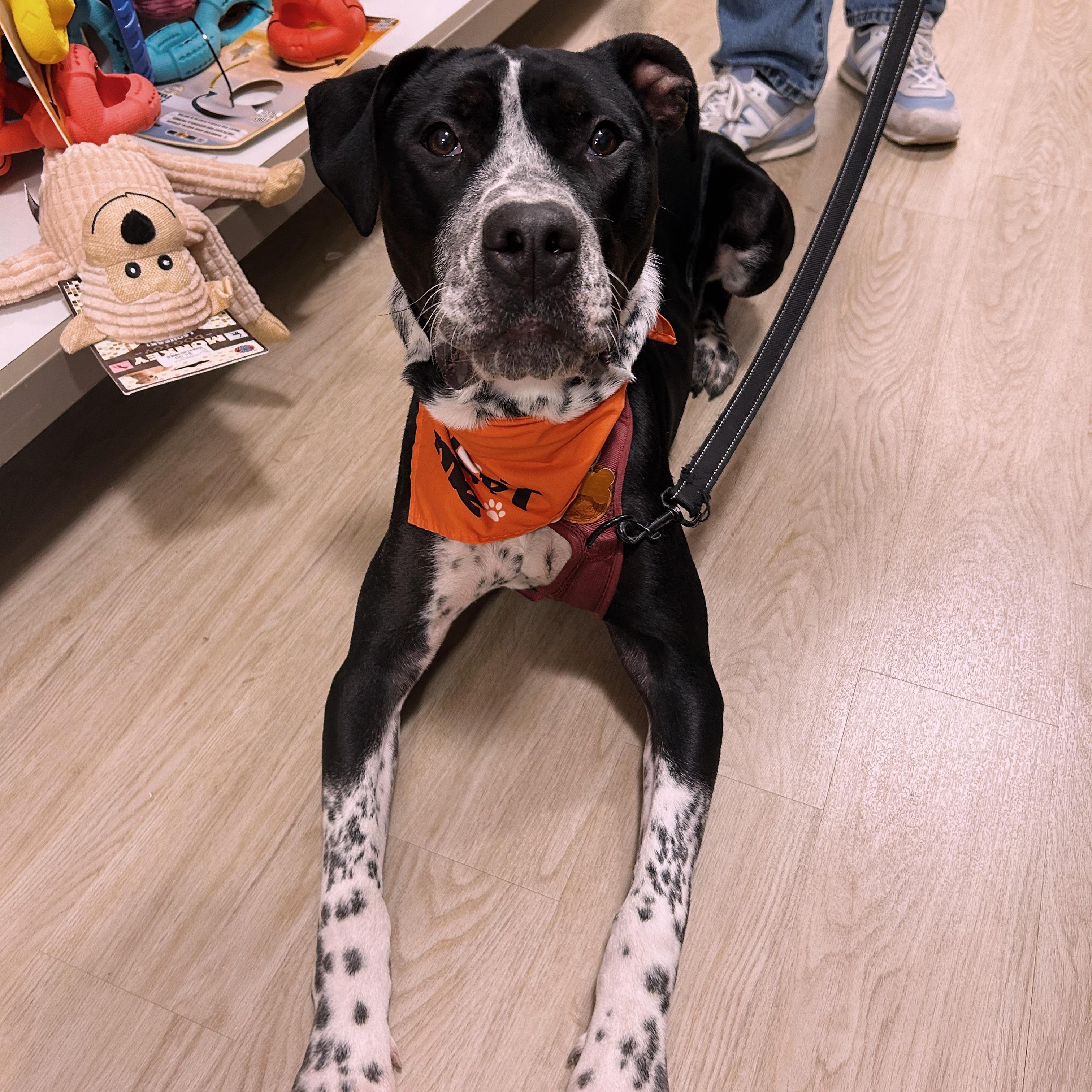 Westin, a Adoptable mixed breed in Normal, IL image 4/6