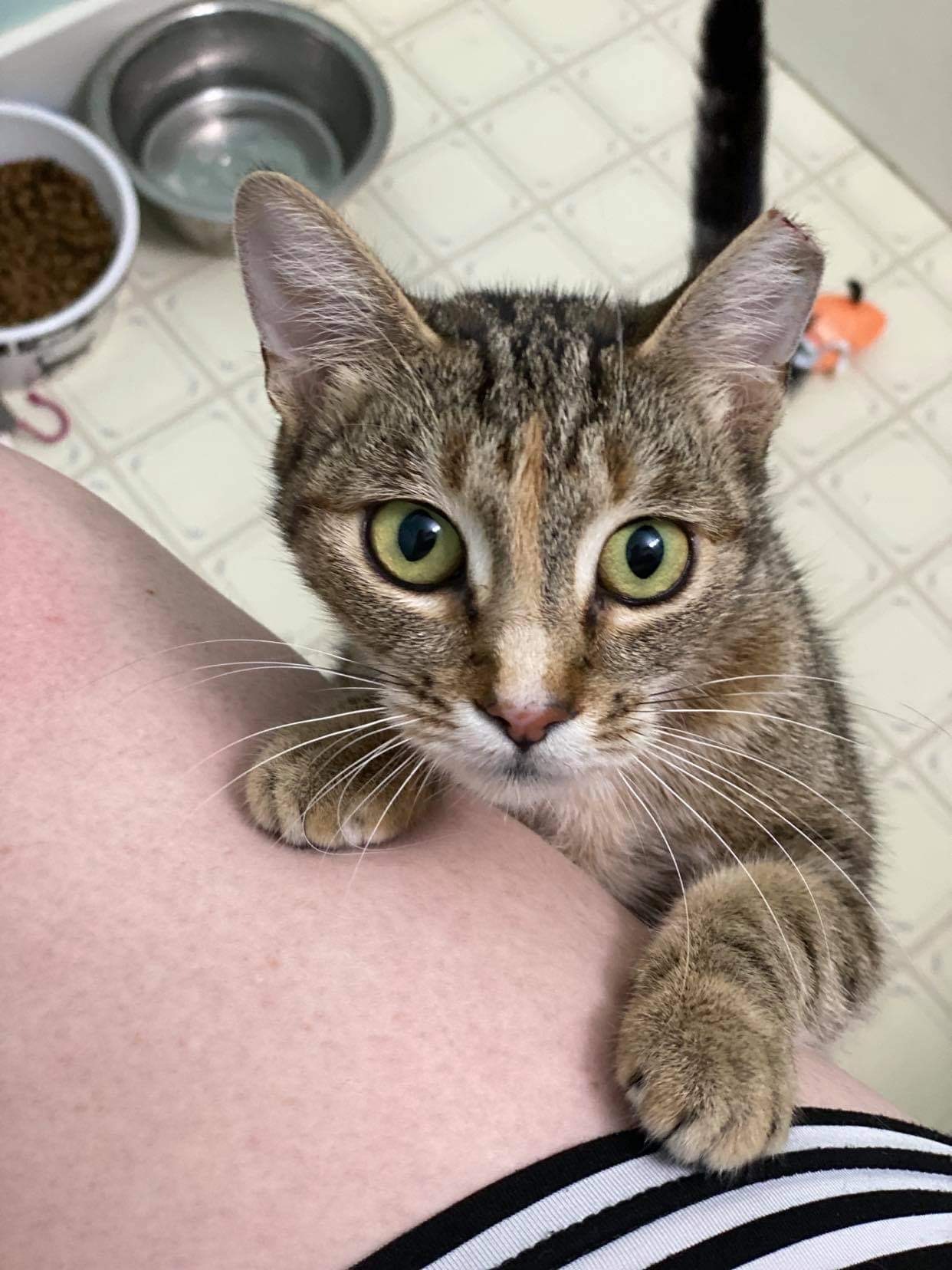 Arwen INDOOR ONLY , Adoptable, Adult Female Domestic Short Hair.