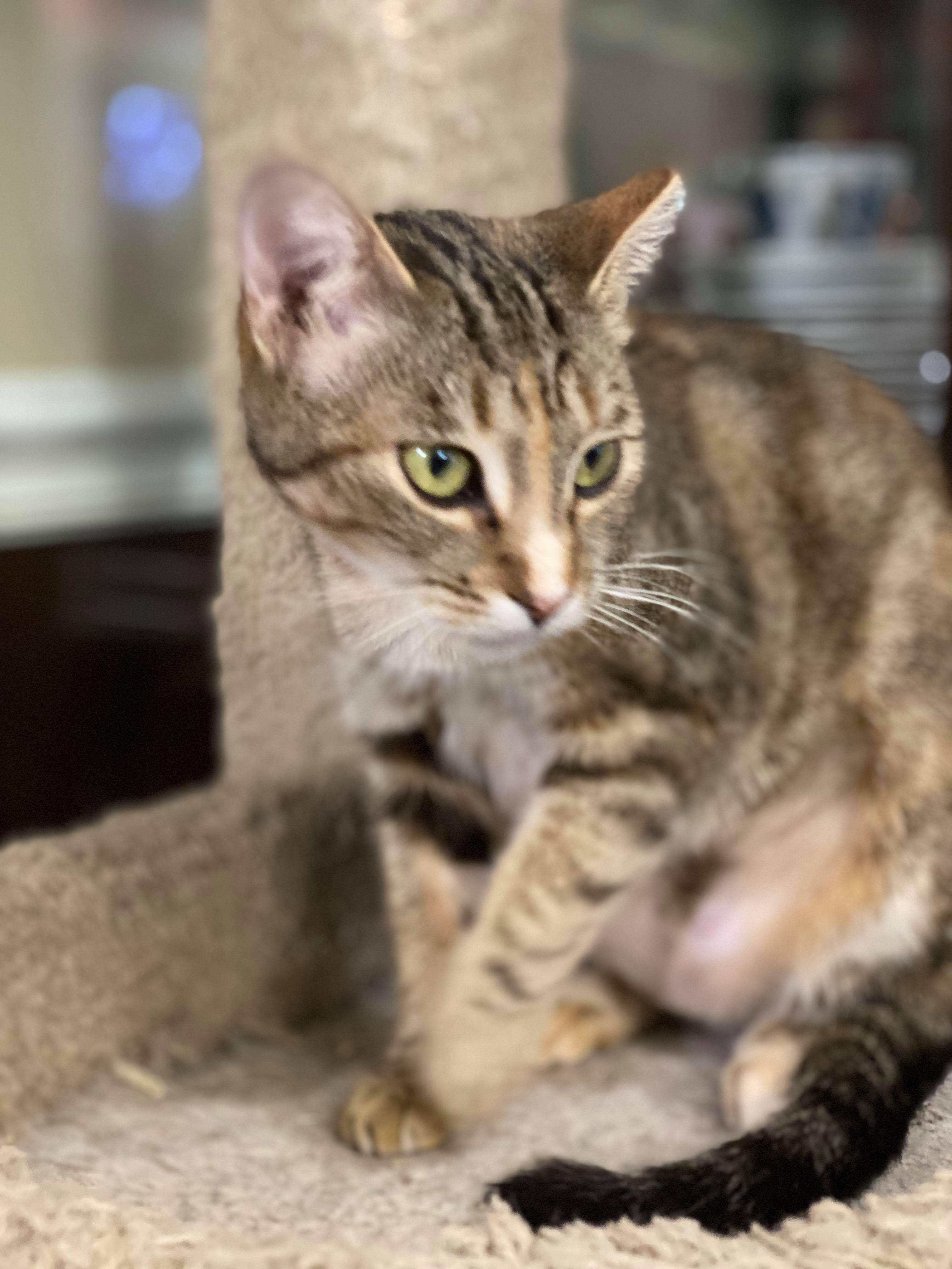 Arwen INDOOR ONLY — thumbnail 2