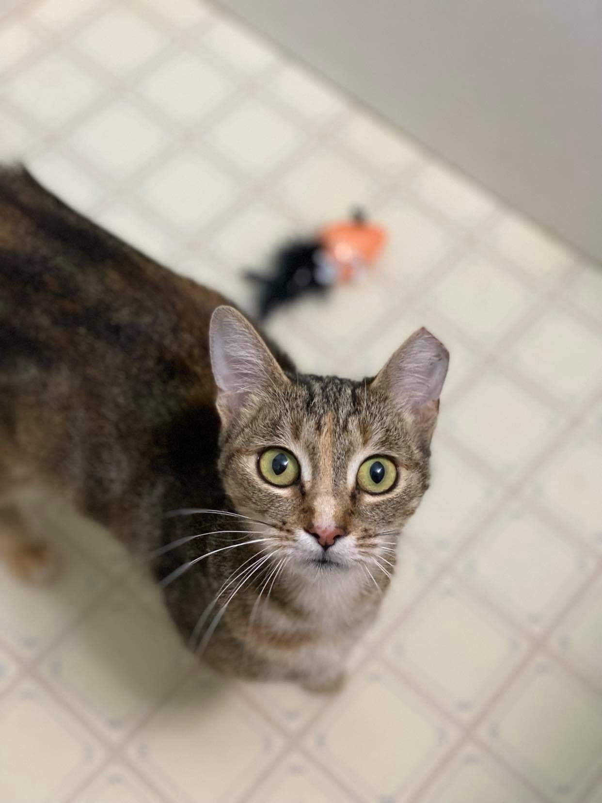 Arwen INDOOR ONLY — thumbnail 3