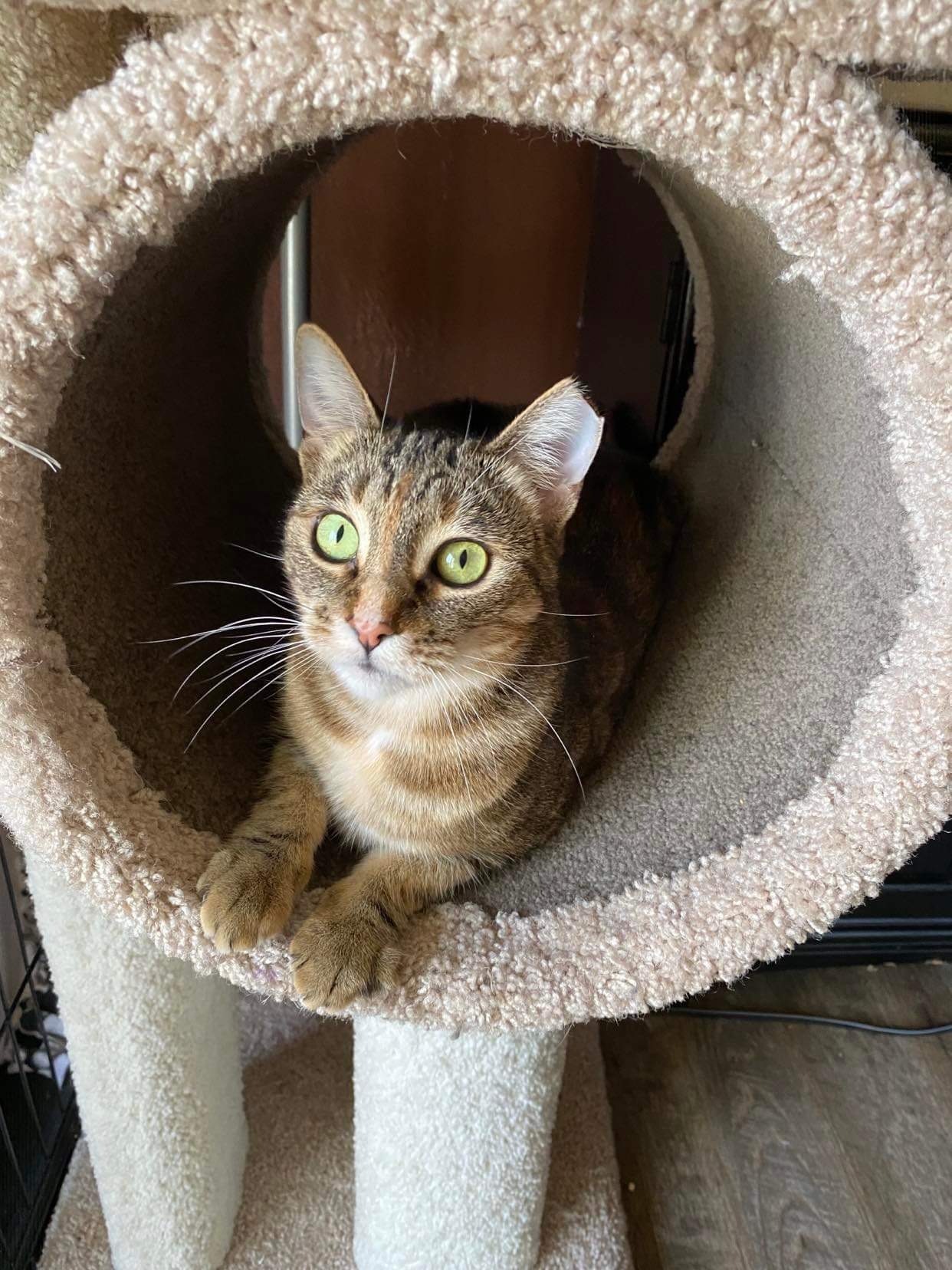 Arwen INDOOR ONLY — thumbnail 4