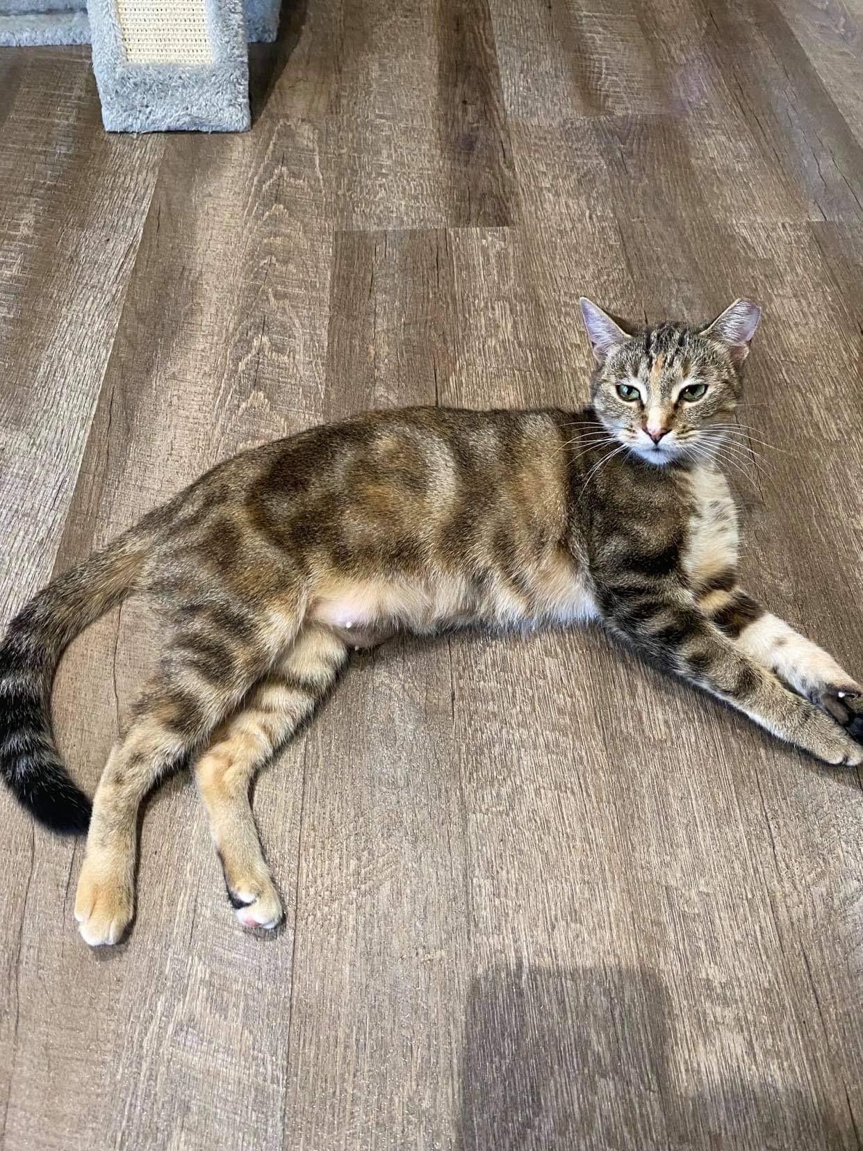 Arwen INDOOR ONLY — thumbnail 6