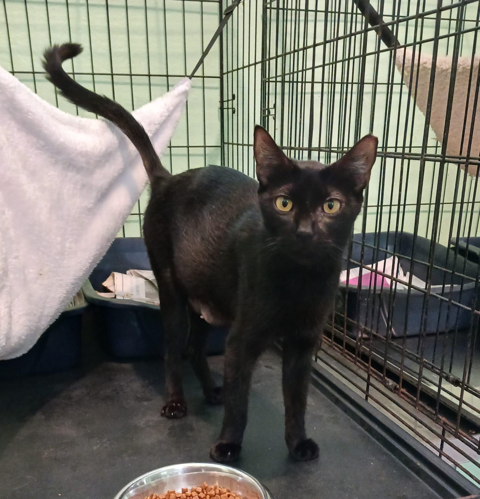 Esme, a Adoptable Domestic Short Hair in New York, NY image 3/6