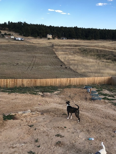 Rocky, a Adoptable mixed breed in Colorado Springs, CO image 1/6
