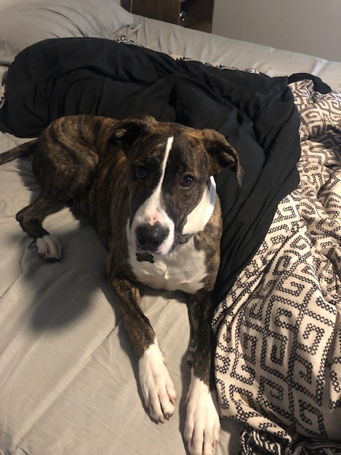 Rocky, a Adoptable mixed breed in Colorado Springs, CO image 2/6