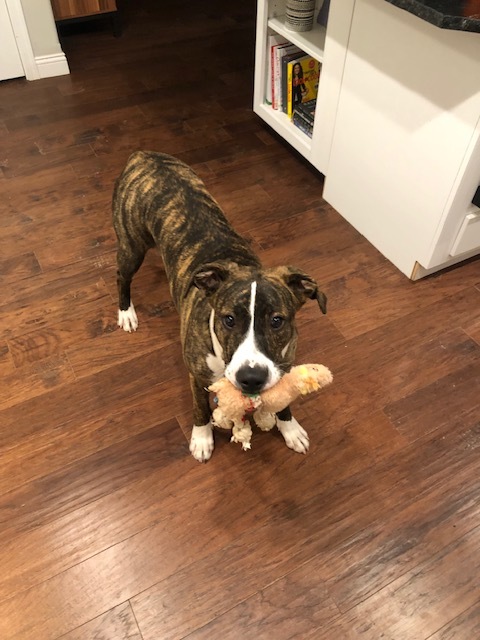 Rocky, a Adoptable mixed breed in Colorado Springs, CO image 3/6