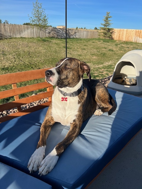 Rocky, a Adoptable mixed breed in Colorado Springs, CO image 4/6