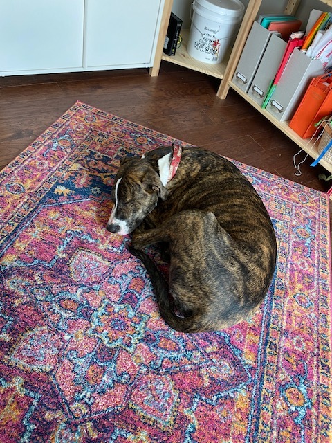 Rocky, a Adoptable mixed breed in Colorado Springs, CO image 5/6