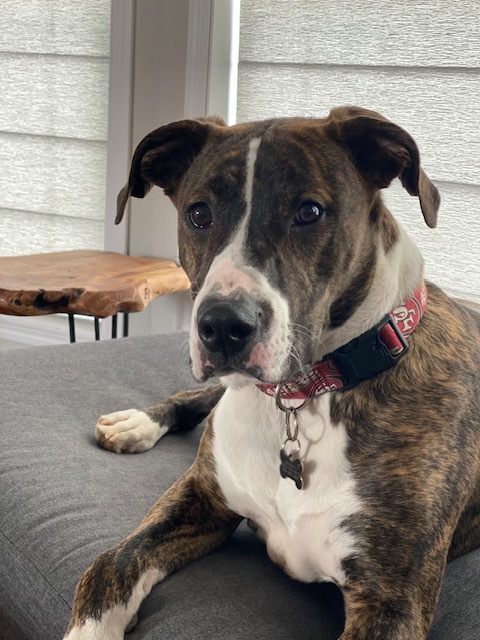 Rocky, a Adoptable mixed breed in Colorado Springs, CO image 6/6