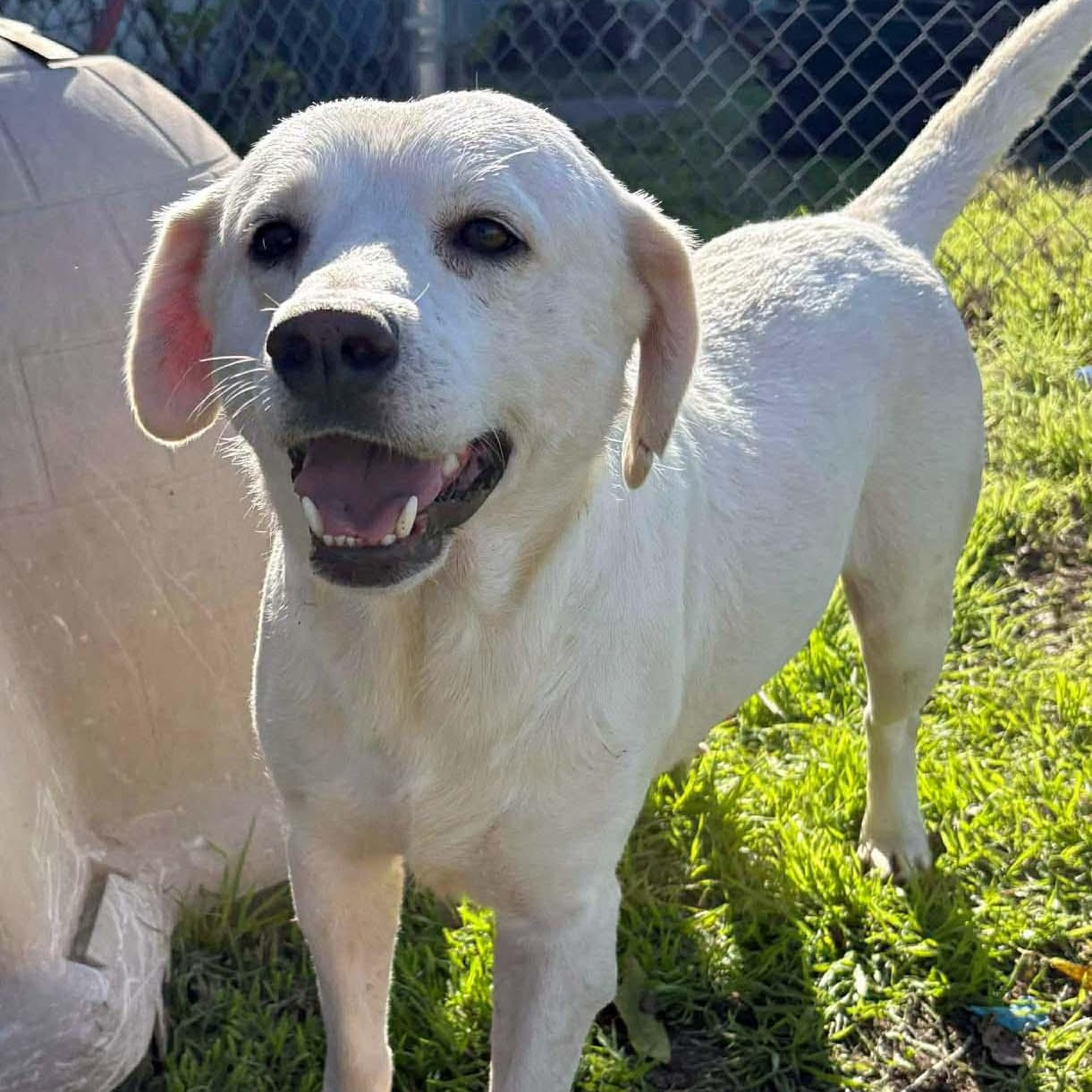 Tucker - FOSTER OR ADOPT, adoptable, Adult Male Yellow Labrador Retriever.